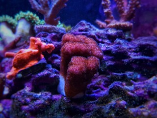 Stylophora SPS coral in reef aquarium tank - Pocilloporidae sp. 