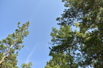 the sky is blue and the trees are green, blue sky through the eyes of the beholder