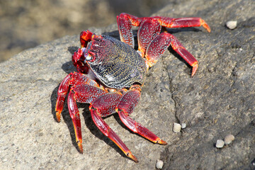 rote_Klippenkrabbe