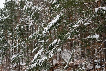 Winter landscape with green firs