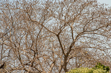 Fototapeta premium The details of Bare tree branches against blue skies. Natural scenery. Space for text, No focus, specifically.