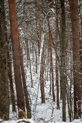 Winter landscape with green firs