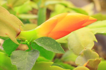 hermoso retoño de flor de cactus color anaranjado pastel del jardin 