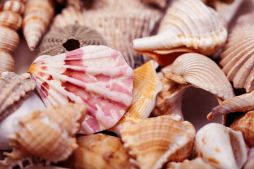 a lot of different empty sea shells on background, macro details