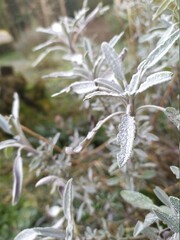Feuilles sous la rosée