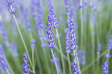 Lavender purple flowers