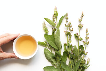 Sage tea and sage leaves. An infusion made from sage leaves. Medicinal herb Salvia officinalis. The concept of healthy nutrition.