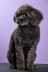 Cute black, grey medium poodle portrait on purple background