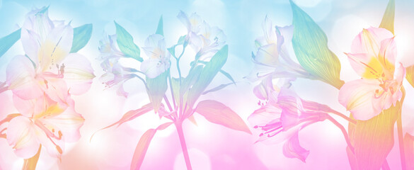 Obraz na płótnie Canvas alstromeria flowers isolated on bokeh background