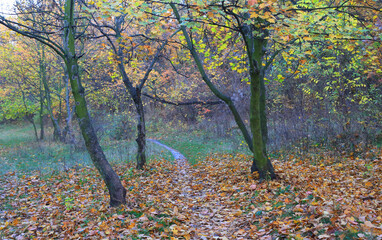 patway in autumn park