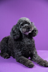 Cute black, grey medium poodle portrait on purple background