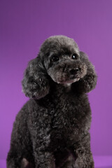 Cute black, grey medium poodle portrait on purple background