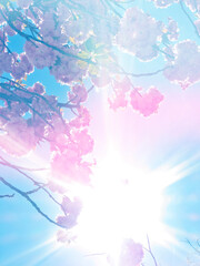 pink sakura flowers on pastel colors  background