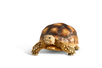Naklejka premium Turtle isolated on white background with clipping path