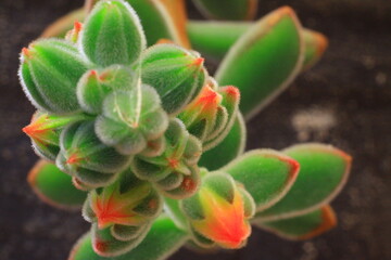 hermosa plantas suculentas con su retono, de color rojo 