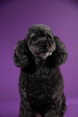 Cute black, grey medium poodle portrait on purple background