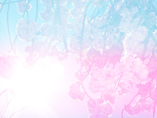 pink sakura flowers on pastel colors  background