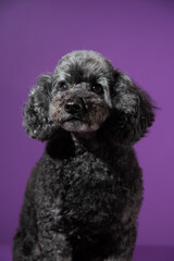 Cute black, grey medium poodle portrait on purple background