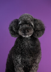 Cute black, grey medium poodle portrait on purple background