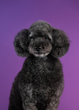 Cute black, grey medium poodle portrait on purple background Stock Photo |  Adobe Stock