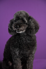 Cute black, grey medium poodle portrait on purple background