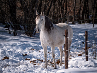 Obraz na płótnie Canvas Andalusian mare standing in snowed paddock.