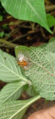 Spider on leaf