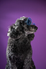 Cute black, grey medium poodle portrait on purple background