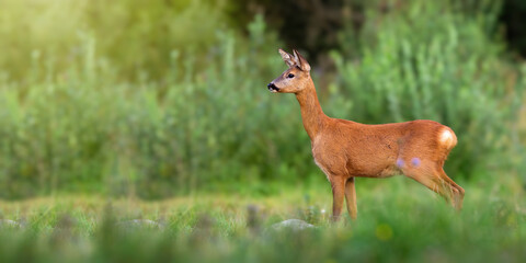 Roe deer, capreolus capreolus, doe standing on green glade in summertime nature. Female mammal looking aside with blurred bushes in background. Animal wildlife in summer with copy space. © WildMedia