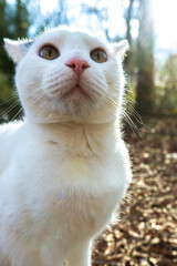 Scared White Cat