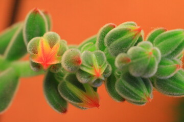 hermosa plantas suculentas con su retono, de color rojo 