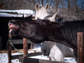 Aggressive mare biting another horse.