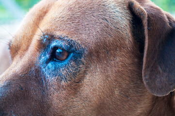 A dog's eye with skin disease