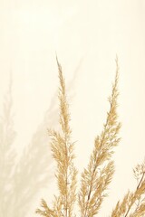 Dried reeds branches and shadows on beige tones wall, dried flowers, boho style home decoration.
