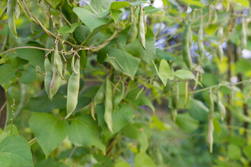 Obraz premium Green pods of kidney bean growing on farm. Bush with bunch of pods of haricot plant (Phaseolus vulgaris) ripening in homemade garden. Organic farming, healthy food, BIO viands, back to nature concept.