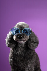Cute black, grey poodle portrait in sunglasses on purple background