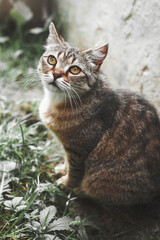 Naklejka na ściany i meble Blurred background. Portrait of a fat striped cat looking away on a background of green plants, pet walking outdoors, funny animals on nature. Beautiful cat. Vertical art photo.