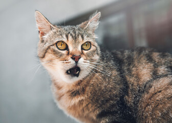 Young crazy surprised cat make big eyes closeup. gray surprised cat or kitten funny face big eyes. Young cat looking surprised and scared. Emotional surprised wide big eye.