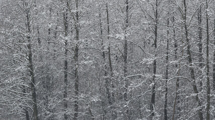 Obraz premium OLYMPUS DIGITAL CAMERA