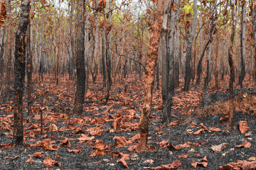 The dry leaves fell to the ground. After being consumed by a forest fire in the dry season