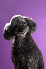 Cute black, grey medium poodle portrait on purple background