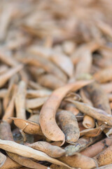 Harvested ripe pods of kidney bean on heap. Pile of dry raw pods of haricot plant (Phaseolus vulgaris) as natural background. Organic farming, healthy food, BIO viands, back to nature concept.