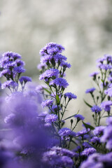 Obraz premium Purple Margaret flowers in the nature
