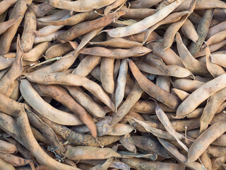 Harvested ripe pods of kidney bean on heap. Pile of dry raw pods of haricot plant (Phaseolus vulgaris) as natural background. Organic farming, healthy food, BIO viands, back to nature concept.
