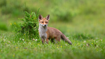 Little red fox, vulpes vulpes, cub looking on green glade in spring. Young mammal standing on meadow with flowers in springtime. Baby orange animal listening on field.