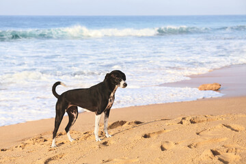 Dog on a tropical beach at sunset.