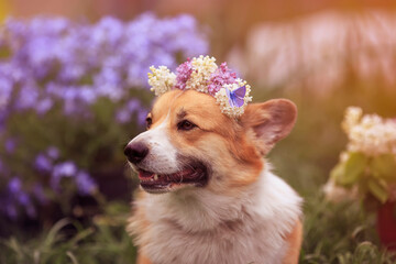 portrait of a cute corgi dog in a beautiful wreath of lilac flowers with a butterfly sitting in a...