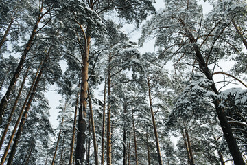 Fototapeta premium Winter forest landscape. Snow in forest. Cold winter weather. Coniferous forest background. Blue sky tree tops texture. Tree crown background. 