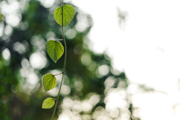 leaf background In the evening nature Leaves in the forest natural background