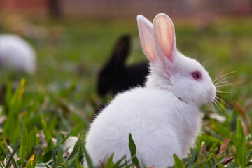 White baby rabbit on grass